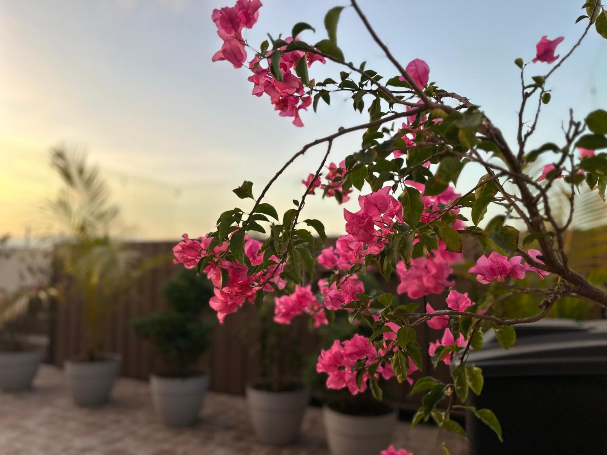 ホテル Sky Garden グアテマラシティ エクステリア 写真